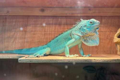A PET iguana is missing from his Westcliff home after climbing up a chimney.