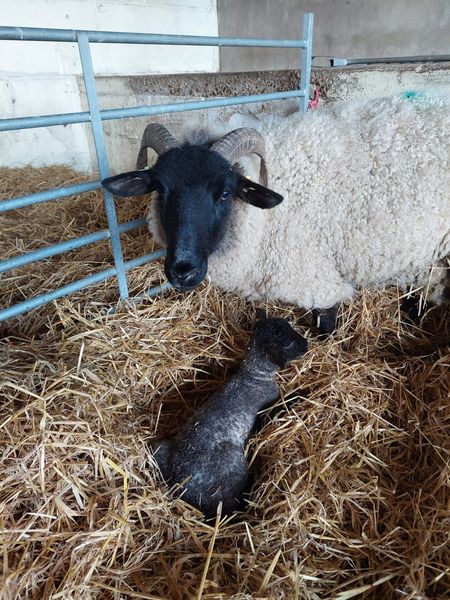 HADLEIGH’S Salvation Army Farm has announced the birth of rare breeds of sheep.