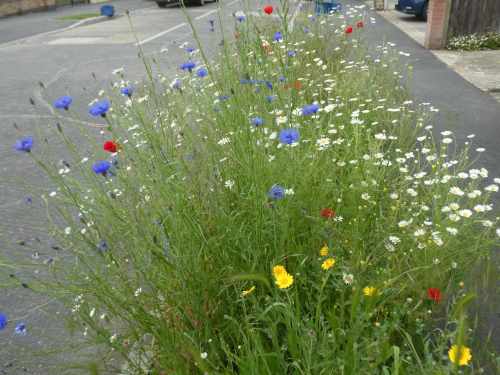 Leigh On Sea News. Wild With Colour - VERGES in roads in Leigh are blooming with colour after attempts to ‘re-wild’ areas proved to be a success.