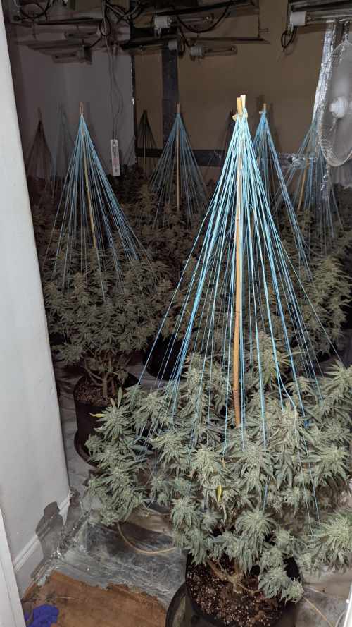 Leigh On Sea News. Cannabis Seized - A MAN has been arrested following a drugs raid, which saw officers seize 100 cannabis plants at a Westcliff property.