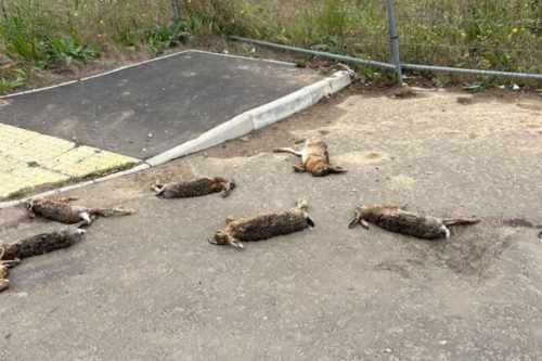 Leigh On Sea News: Dead Hares Dumped - A NUMBER of deceased hares have been unlawfully dumped in a tranquil residential area in Rayleigh