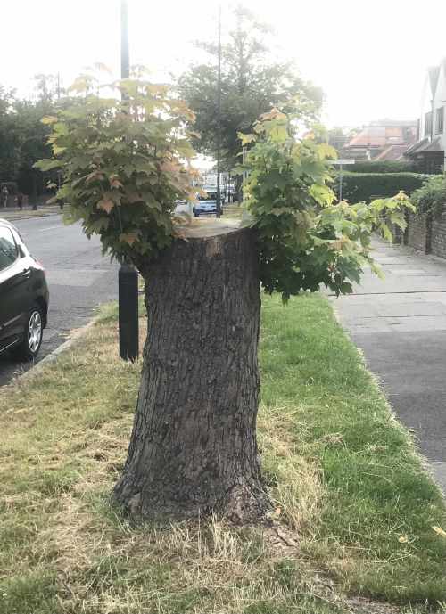 Leigh On Sea News: Points Of View - FELLING mature trees in Leigh. By Paul Fox, Woodfield Road Leigh.